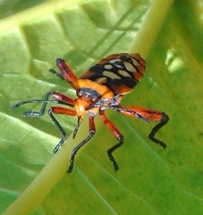 Sagotylus confluens