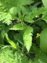 Osmorhiza purpurea