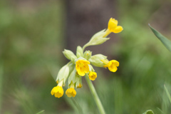 Primula veris