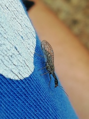 Xanthostigma