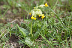 Primula veris