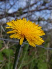 Hypochaeris radicata