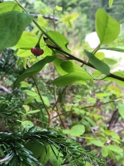Vaccinium alaskaense