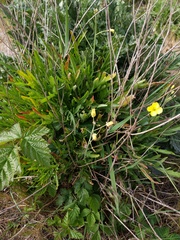 Diplotaxis tenuifolia