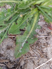 Hypochaeris radicata