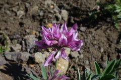Trifolium attenuatum