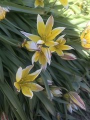 Tulipa urumiensis
