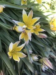 Tulipa urumiensis