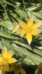 Tulipa urumiensis