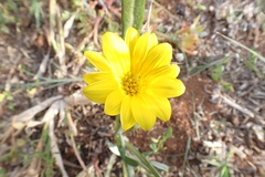 Gazania krebsiana serrulata