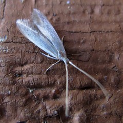 Coleophora cornella
