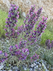 Echium albicans