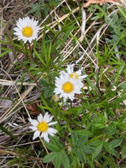 Erigeron hyssopifolius