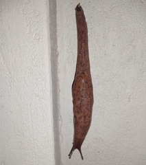 Girasia hookeri