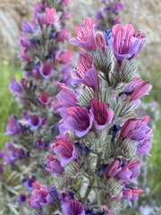 Echium albicans