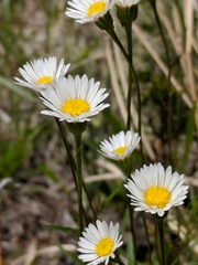 Erigeron hyssopifolius