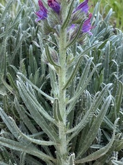 Echium albicans