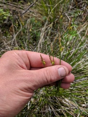 Carex sterilis