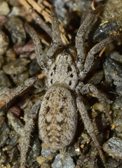 Berlandina plumalis