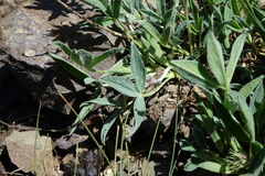 Trifolium attenuatum