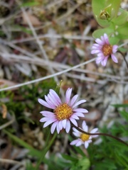Erigeron hyssopifolius