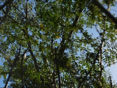 Erythrostemon gilliesii