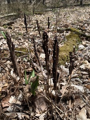 Onocleaceae