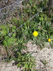 Hypochaeris radicata