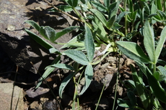 Trifolium attenuatum