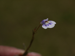 Lindernia hyssopioides