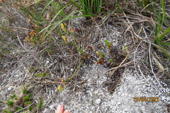 Eriospermum schlechteri