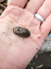 Sclerodactyla briareus