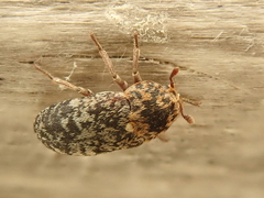 Dermestes gyllenhalii