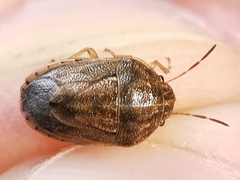Neottiglossa bifida