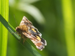 Panemeria