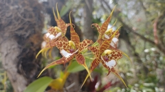 Rhynchostele cordata