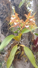 Rhynchostele cordata