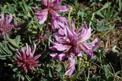 Trifolium attenuatum