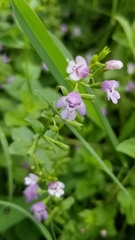 Clinopodium brownei