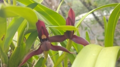 Maxillaria cucullata