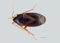 Lethaeus nitidus
