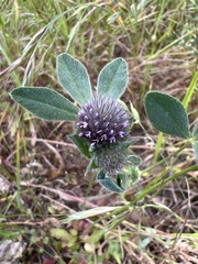 Trifolium macraei