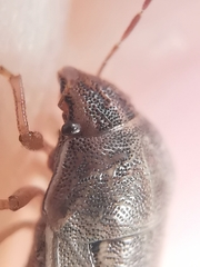 Neottiglossa bifida