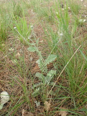 Tanacetum achilleifolium