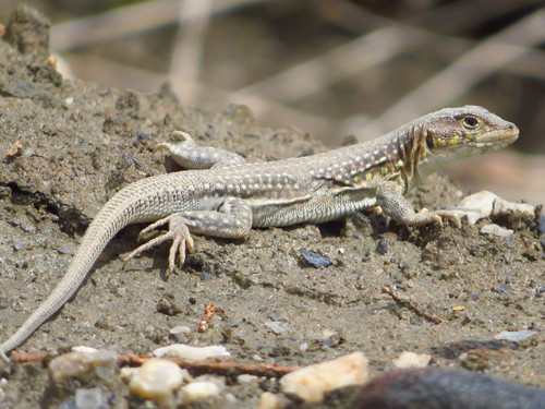 Spiny-footed Lizard