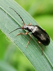 Gonodera luperus