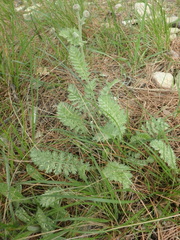 Tanacetum achilleifolium