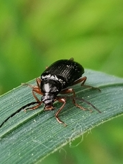Gonodera luperus