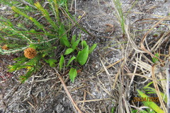 Eriospermum schlechteri