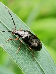 Gonodera luperus